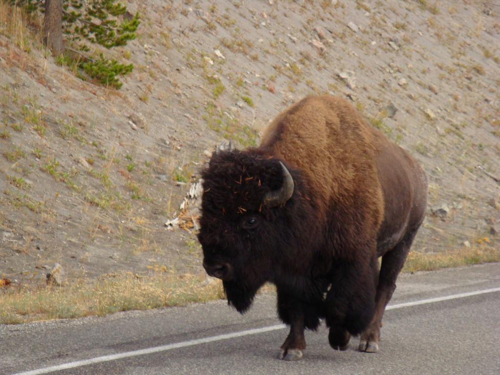 Yellowstone Wildlife Cabins เวสต์เยลโลว์สโตน ภายนอก รูปภาพ